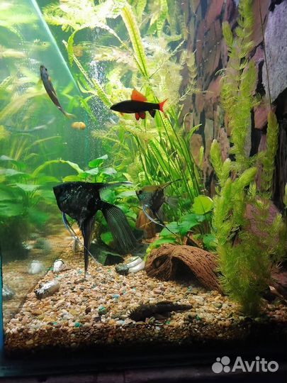 Аквариумные рыбки