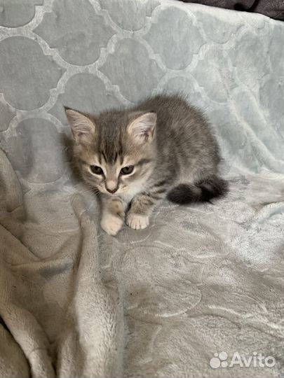 Отдам в добрые руки