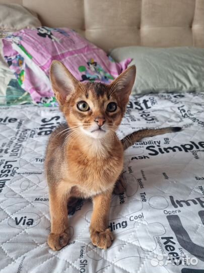 Абиссинская кошка