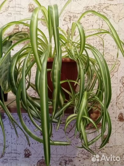 Хлорофитум кудрявый