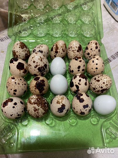Яйца перепелиные домашние