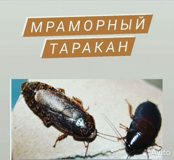Мраморные тараканы