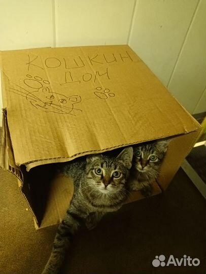 Кошка в дар