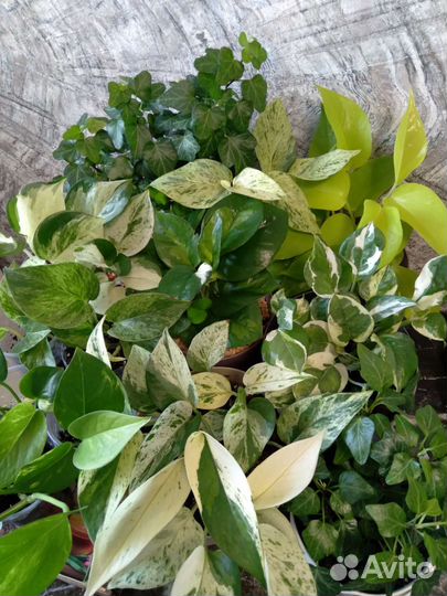 Ампельные растения