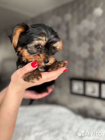 Мальчики Йоркширский терьер