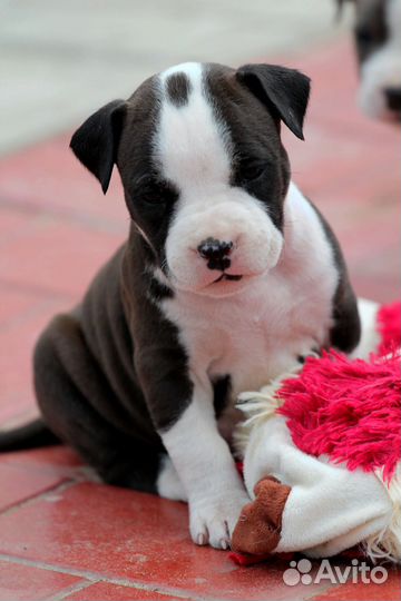 Девочки Амстаффа