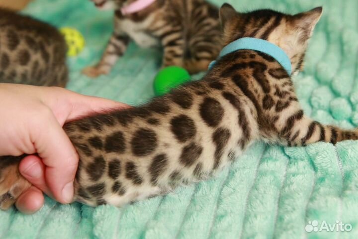 Бенгальские котята