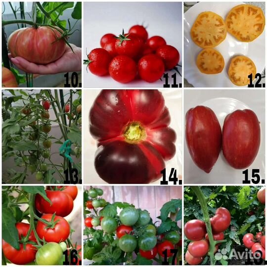Коллекционные семена томатов