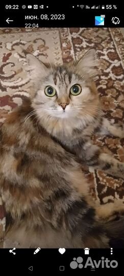 Кошка
