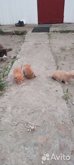 Отдам в добрые руки котят