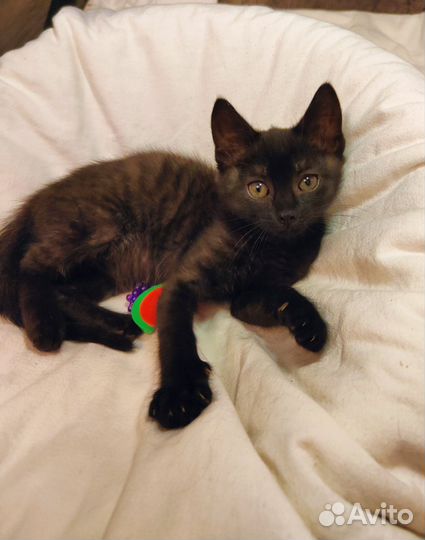 Черный котенок в добрые руки