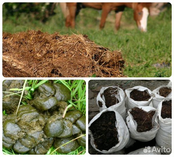 Перегной коровий,Конский навоз, шелуха