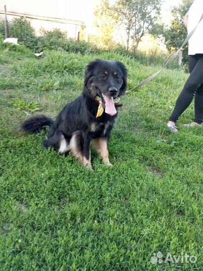 Ньюфаундленд метис