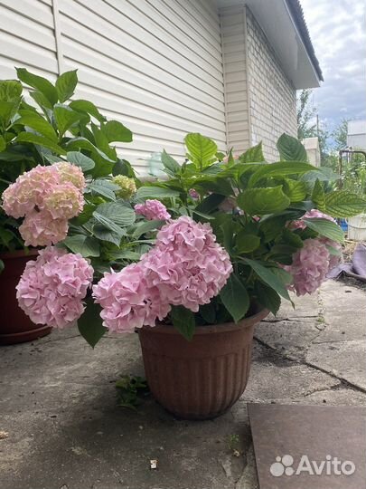 Гортензия розовая