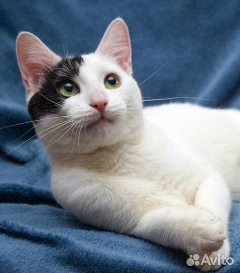 Кот в добрые руки