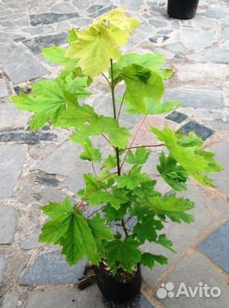 Саженцы Клёна,Ели,Сосны,Берёзы,Дуба