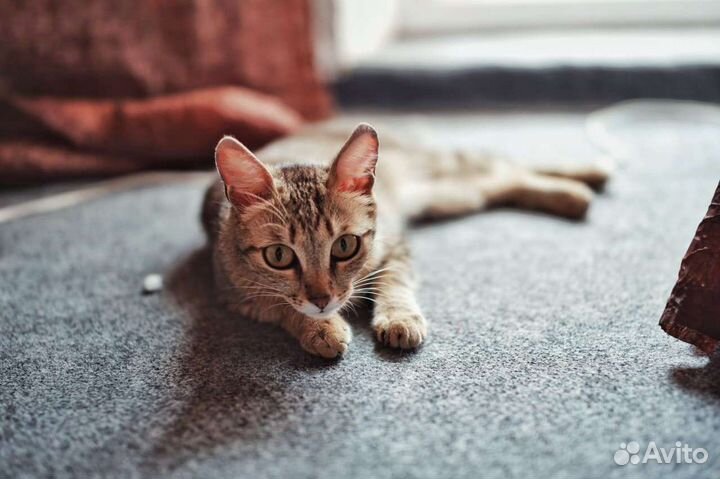 Кошка Мяу ищет семью (бесплатно, в хорошие руки)