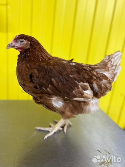 Куры молодки несушки