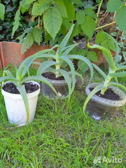 Алоэ лечебный