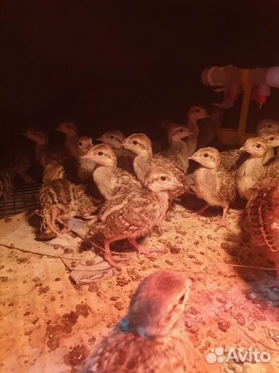 Инкубационное яйцо кеклика