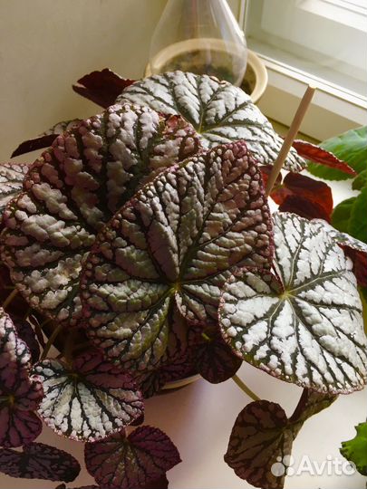 Фиалка узумбарская. Комнатные растения и отростки