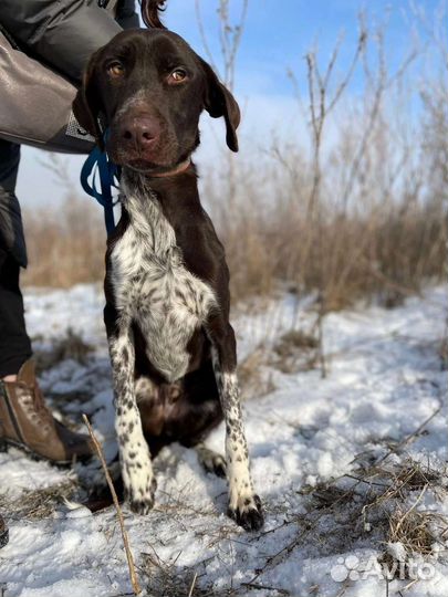 Собака ищет семью