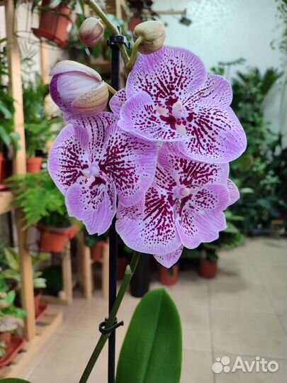 Крупноцветковый биг лип