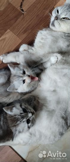 Британские котята