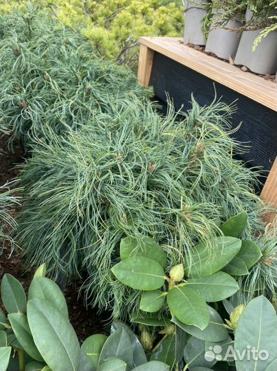 Тиникерс блу сосна