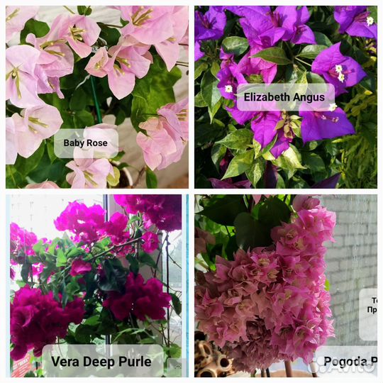 Комнатные цветы Бугенвиллии для южных окон