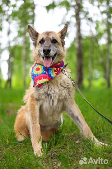 Собаки бесплатно