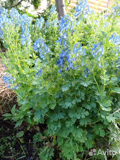 Многолетние цветы