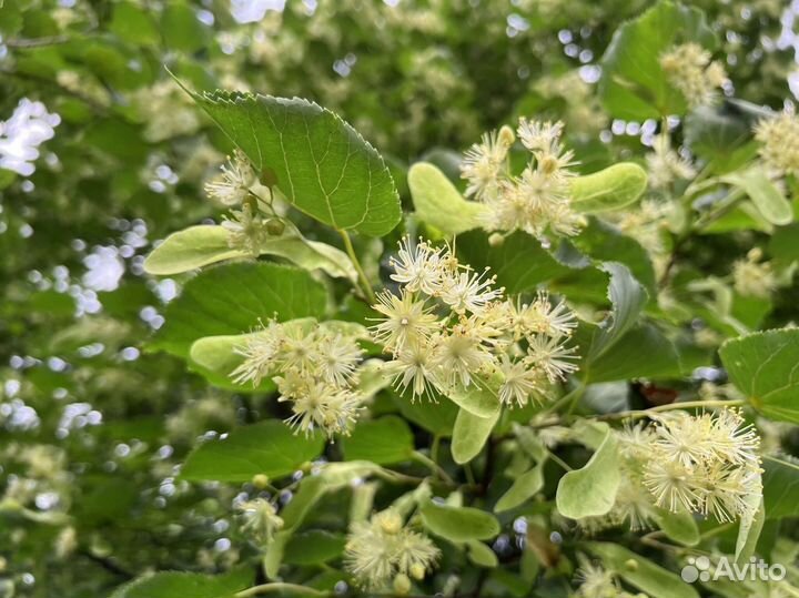 Мед липовый оптом