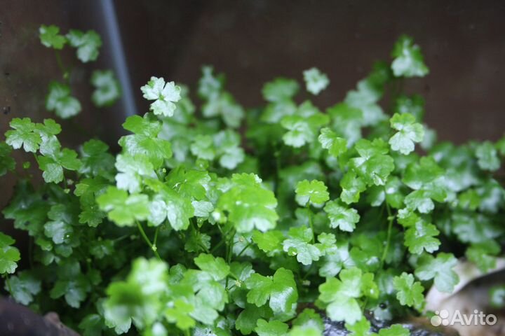 Гидрокотила Трипартита/Криптокорина