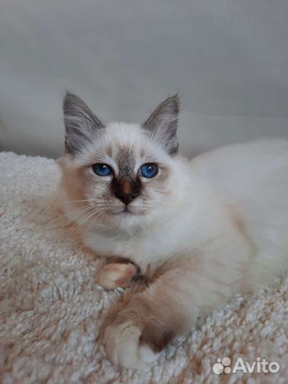 Священная бирма-мальчик