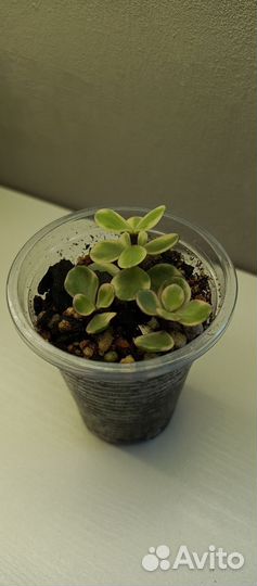 Суккуленты