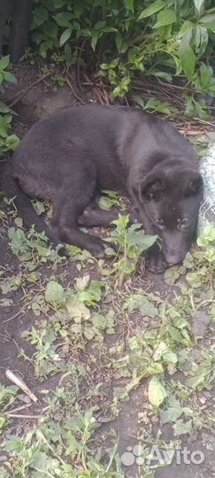 Восточная овчарка