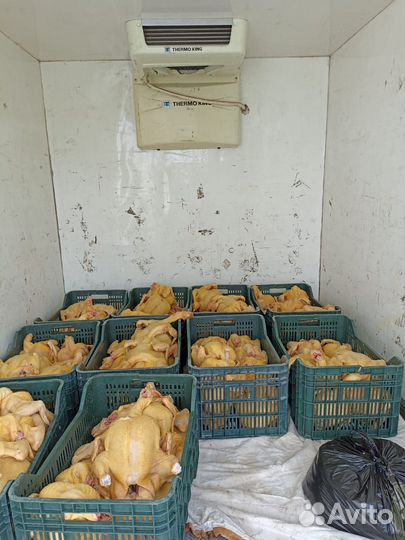 Куры бройлеры тушки мясо