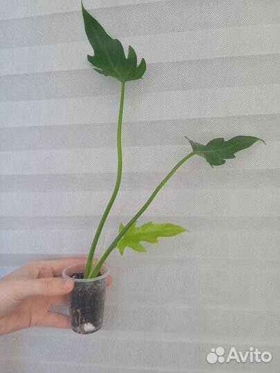 Филодендрон, сингониум