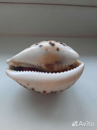 Ракушка тигровая (ципрея) новая