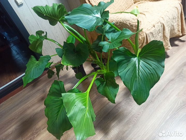 Каллы цветы