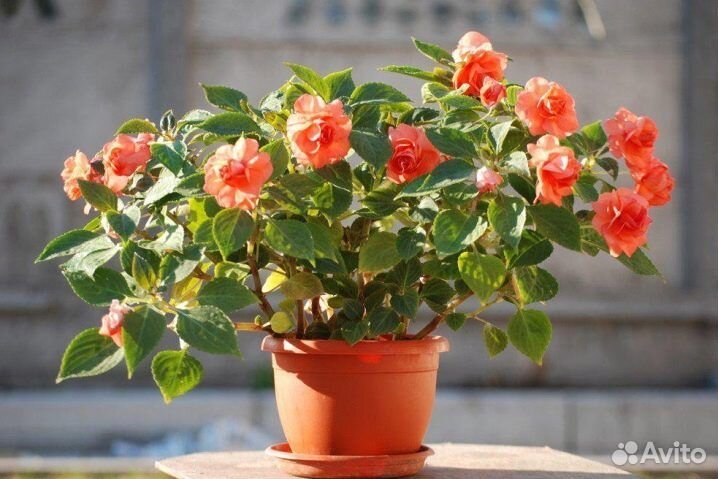 Роза Бальзамин (черенки)