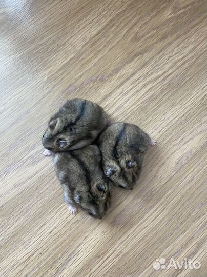 Джунгарский хомяк