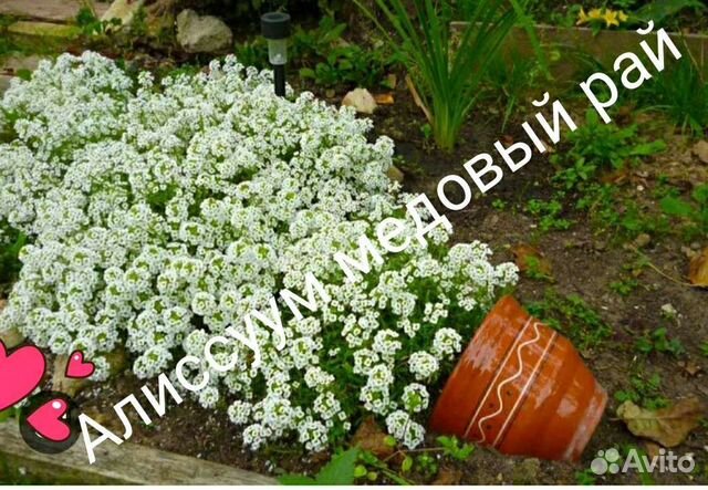 Рассада базилик, мелисса, анютины глазки