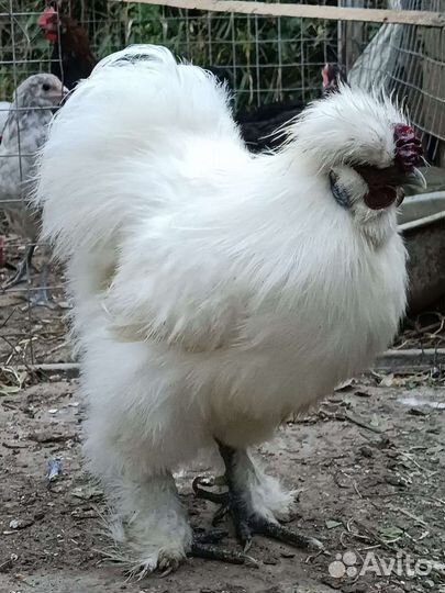 Петушки китайской шелковой