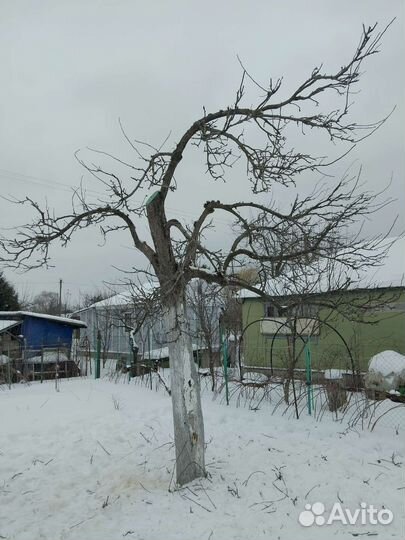 Обрезка деревьев