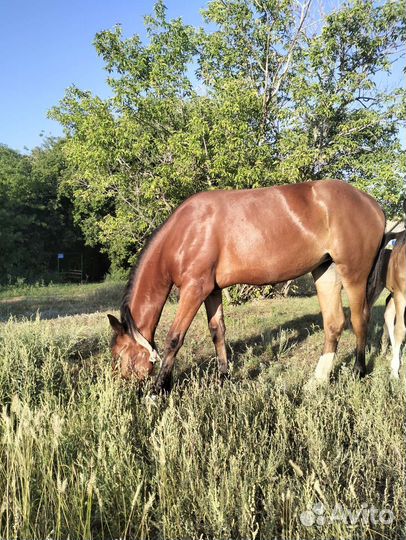 Кобыла 1.3 мес