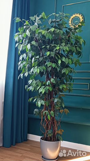 Фикус бенджамина