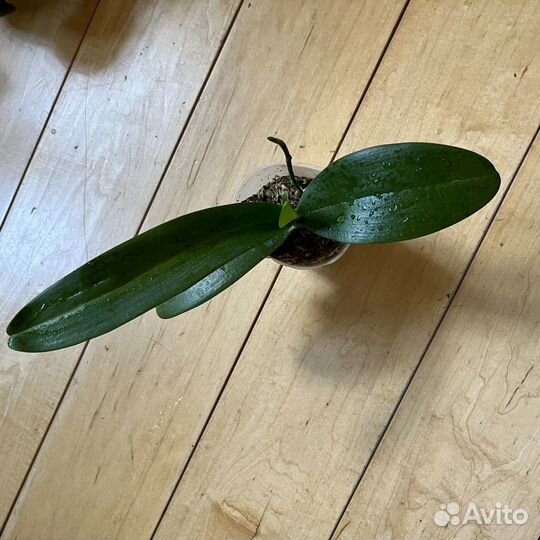 Орхидея Phal.Yaphon perfume yellow