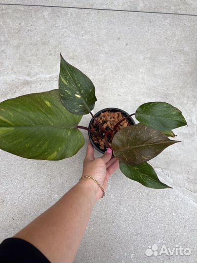 Филодендрон оранжевая принцесса